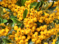 Preview: Pyracantha Soleil d'Or Blüte Hummel